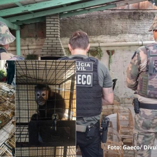 Operação Aruana mira grupo suspeito de tráfico de animais silvestres em SC