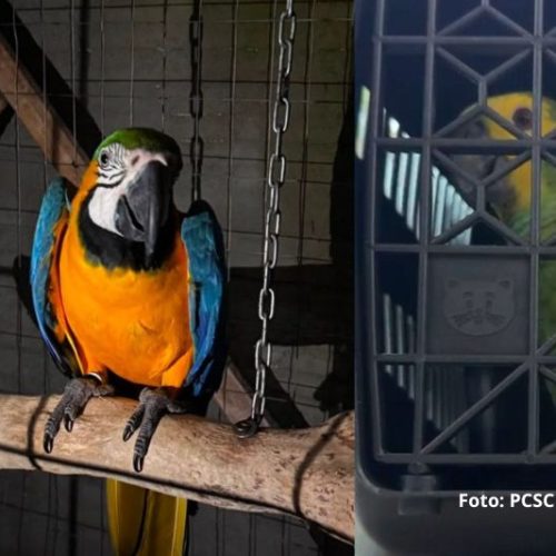 Operação da Polícia Civil desarticula esquema de tráfico de aves silvestres em Joinville e Garuva