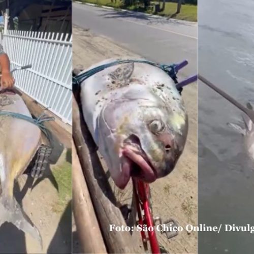 Peixes de grande porte aparecem mortos em praia de São Francisco do Sul e levantam preocupação ambiental