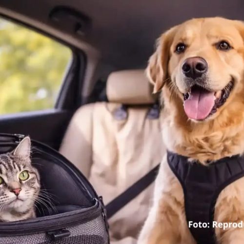 Pet solto no carro pode gerar multa e colocar vidas em risco