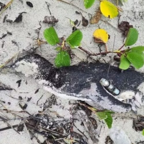 Pinguim com rastreador é encontrado morto em Itapoá