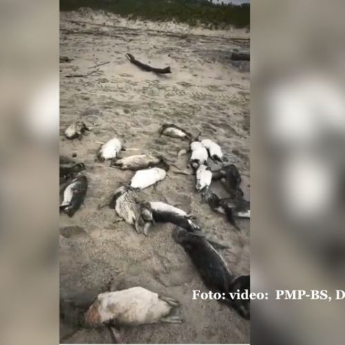 Mais de 80 pinguins são encontrados mortos em praia de São Francisco do Sul