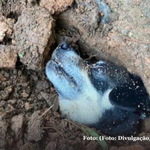 Polícia Civil faz operação após cadela prenha ser enterrada viva em Joinville