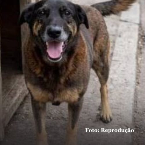 Polícia indicia três adultos por coação de testemunha no caso da morte do cão Orelha, em Florianópolis