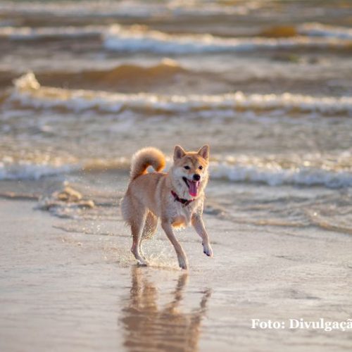 Praias de SC mantêm restrições ao acesso de animais; veja o que dizem as regras por cidade