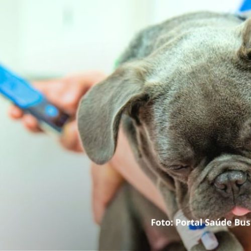 Prefeitura de Itapoá abre processo seletivo para médico veterinário com salário de R$ 7,5 mil