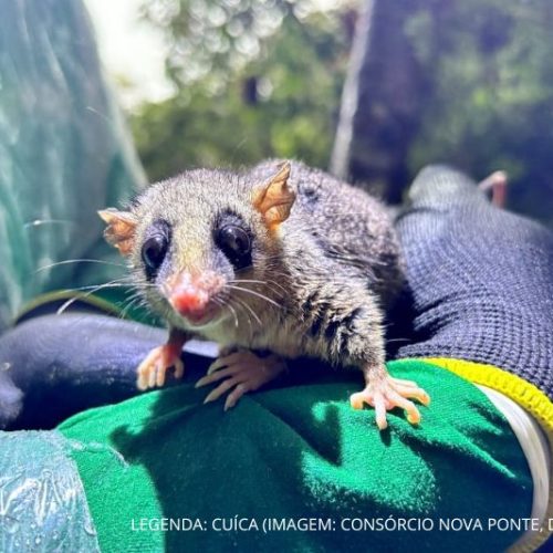 Programa ambiental da Ponte de Guaratuba já monitorou mais de 18 mil animais, incluindo espécies raras e ameaçadas
