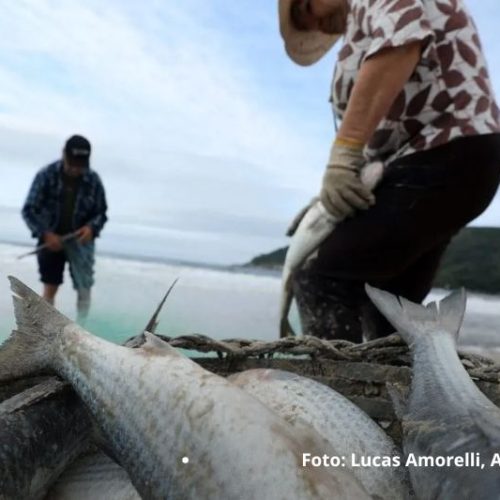 Safra da tainha começa com mais peixe liberado e promessa de temporada mais equilibrada em SC