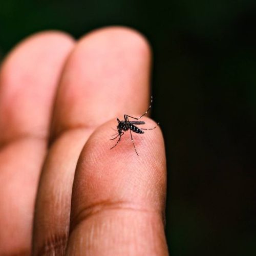 Santa Catarina volta a acender o sinal de alerta para a dengue