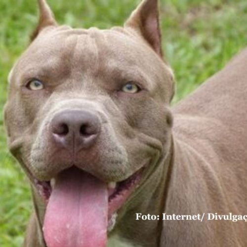 Santa Catarina proíbe criação e venda de pitbulls e raças derivadas
