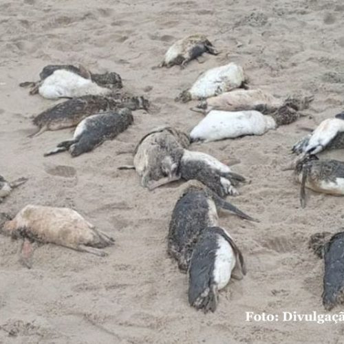 Temporada de migração dos pinguins-de-magalhães se encerra com recorde de encalhes no litoral norte de SC